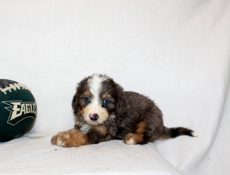 puppy, for, sale, Mini Bernedoodle F2, Matthew B. Stoltzfus, dog, breeder, Gap, PA, dog-breeder, puppy-for-sale, forsale, nearby, find, puppyfind, locator, puppylocator, aca